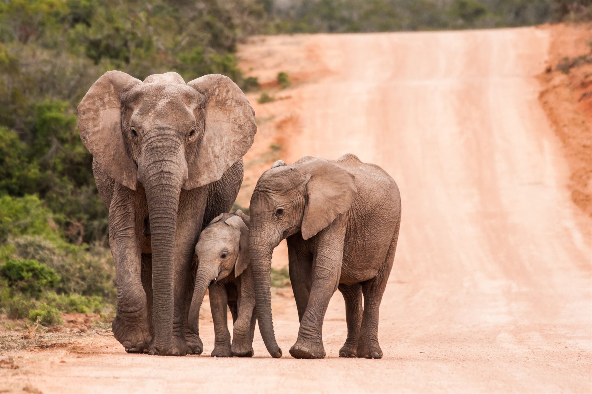 Multigenerational-elephant-herd